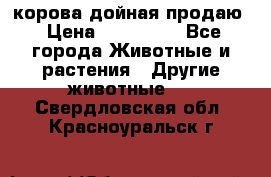 корова дойная продаю › Цена ­ 100 000 - Все города Животные и растения » Другие животные   . Свердловская обл.,Красноуральск г.